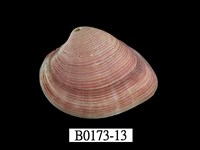 藏品(娜娜厚蛤)的圖片